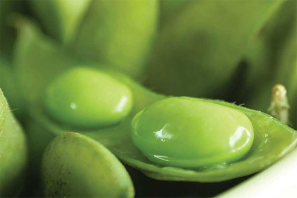 Soya, kadınlar için sağlık kaynağı Soya, kadınlar için sağlık kaynağı