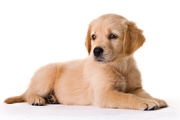 Köpekteki bakteriler ishal ediyor Köpekteki bakteriler ishal ediyor