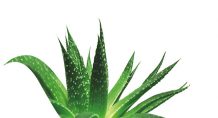 Aloe veranın yararları