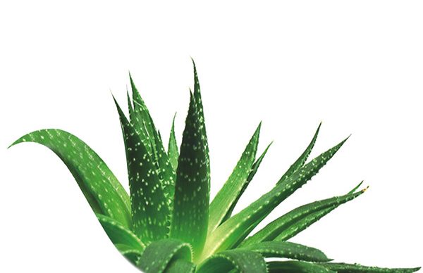 Aloe veranın yararları