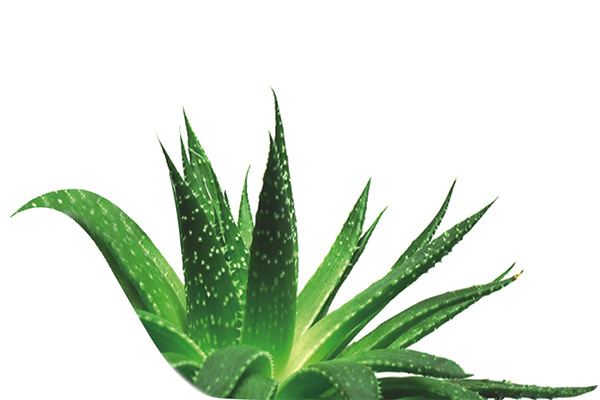 Aloe veranın yararları Aloe veranın yararları